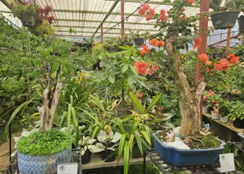 Yudith Suárez deslumbra con su arte en “Bonsái, Arte y Equilibrio” en el Vivero Itagua